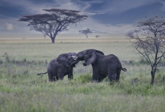 African elephant (Loxodonta africana), two fighting bulls in savannah, Serengeti National Park,