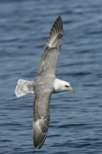 Northern fulmar (Fulmarus glacialis), flying image over the sea with outstretched wings, North Sea,