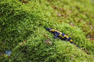 Fire salamander (Salamandra salamandra), running on the forest floor over a large area of green and