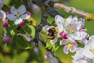 Ground bumblebee (Bombus terrestris) collecting nectar on purple and white flowers of a blossoming