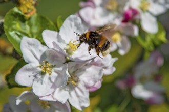 Ground bumblebee (Bombus terrestris) flying with open wings in front of a white apple blossom and