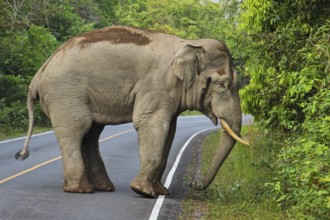 Asian elephant (Elephas maximus), bull with large tusks standing on road in rainforest, Khao Yai