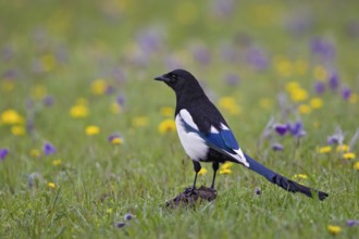 Magpie (Pica pica) with shimmering blue flight feathers sitting in yellow and purple flowering