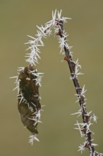 White ice crystals hang on a brown and spiky rose branch with rose petals after an icy frosty night