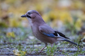 Eurasian jay (Garrulus glandarius), close-up, adult bird foraging in colourful autumn leaves,