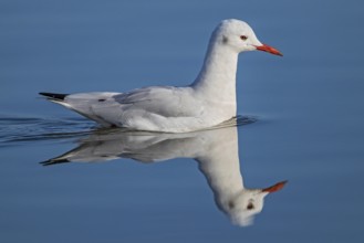 Slender-billed Gull (Chroicocephalus genei) close-up, adult bird with red beak swimming on smooth