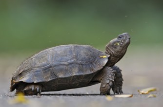 Asian forest tortoise (Manouria emys), close-up, running across the road surrounded by countless