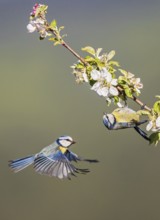 Blue tit (Cyanistes caeruleus) breeding pair with male and female flying in blossoming apple tree