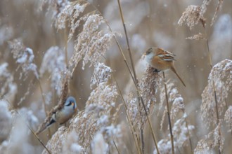Bearded Tit (Panurus biarmicus) breeding pair with male and female foraging in snow-covered reeds