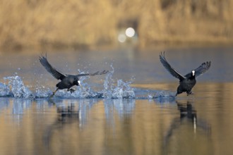 Eurasian Coot (Fulica atra) two males running over water surface with splashing water drops,