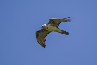 Bearded vulture (Gypaetus barbatus), adult bird flying in front of a blue sky, Bulgan, Mongolia