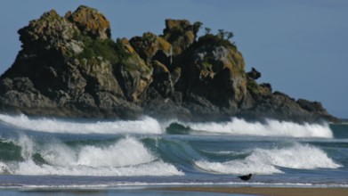 New Zealand Oystercatcher (Haematopus unicolor), Variable Oystercatcher, black colour morph running