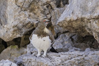 Rock ptarmigan (Lagopus muta) mating and calling male with open beak on a mountain slope in the