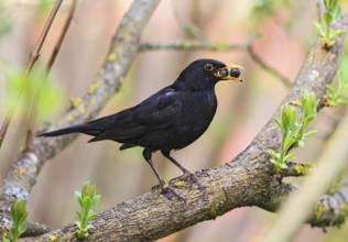 Blackbird (Turdus merula), male with berries in beak sitting on branch, Bavaria, Germany