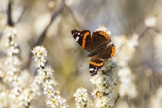 Admiral (Vanessa atalanta) butterfly with orange-brown wings sitting on white flowers in a natural