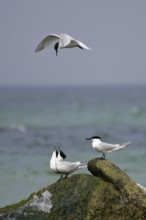 Sandwich Tern (Thalasseus sandvicensis), mating adults flying and sitting on rocks on the seashore,