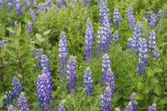 Flowering Alaska lupins (Lupinus nootkatensis), Chugach Mountains, Alaska, USA