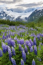 Picturesque landscape on the Richardson Highway, blooming Alaskan lupines (Lupinus nootkatensis),