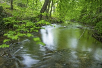 The river Hunte near Barkhausen in the spring-like beech forest, Barkhausen, Bad Essen, Lower