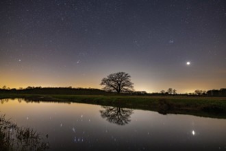 Oak (Quercus) on the river Hunte at night with stars, in the sky, darkness, Colnrade, Lower Saxony,