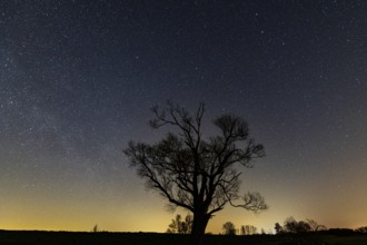 Tree on the dike of the Hunte in Ochsenmoor am Dümmer at night with stars, Dümmer, Hüde, Lower