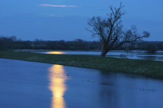 Tree on the Hunte in moonlight in Ochsenmoor am Dümmer, Dümmer See, Hüde, Lower Saxony, Germany