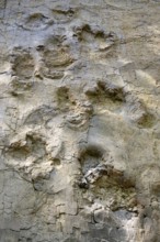 Dinosaur tracks near Barkhausen, Barkausen, Bad Essen, Lower Saxony, Germany