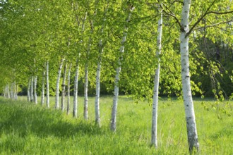 Birches near Ippenburg Castle, Bad Essen, Lower Saxony, Germany