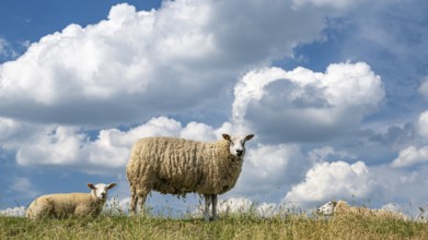Sheep on the Huntedeich, Oldenburg, Lower Saxony, Germany
