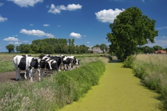 Cows in the pasture near Huntorf in the Wesermarsch, Huntorf, Elsfleth, Lower Saxony, Germany