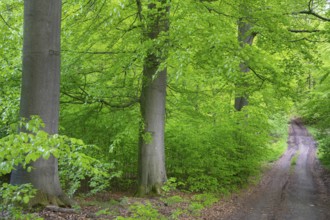 Trail in the forest near the headwaters of the Hunte in the Teutoburg Forest, Oldendorf, Buer,