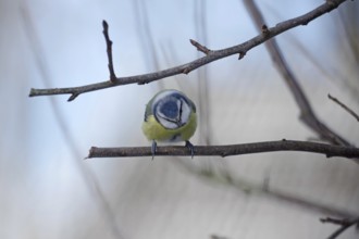 Blue tit (Cyanistes caeruleus), branch, winter, cute, colourful, garden, Germany