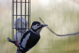 Great spotted woodpecker (Dendrocopos major), male, fat balls, bird feeding, winter, hunger,