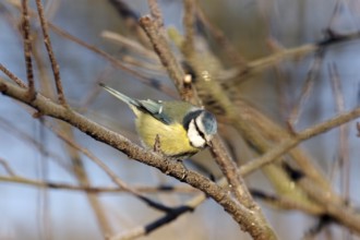 Blue tit (Cyanistes caeruleus), tree, sunlight, winter, colourful, Germany, The blue tit sits on a