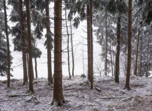 Winter landscape, forest covered with hoarfrost, Mondseeland, Salzkammergut, Upper Austria, Austria