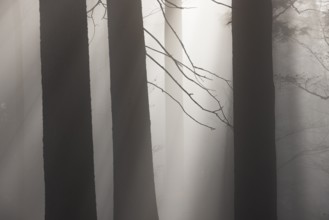 Tree trunks in morning fog with sunbeams, autumn forest, Mondseeland, Salzkammergut, Upper Austria,