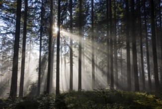 Picea abies, spruce forest in morning fog with sunrays, autumn forest, Mondseeland, Salzkammergut,