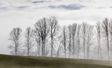 Autumn landscape, bare trees rising from the fog, inversion weather, Mondseeland, Salzkammergut,