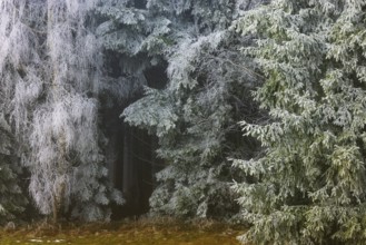 Winter forest, deciduous trees and conifers covered with hoarfrost, Mondseeland, Salzkammergut,