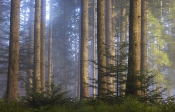 Picea abies, spruce forest in morning fog, autumn forest, Mondseeland, Salzkammergut, Upper
