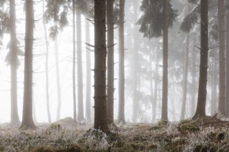Autumn landscape, forest covered in fog with hoarfrost, Mondseeland, Salzkammergut, Upper Austria,