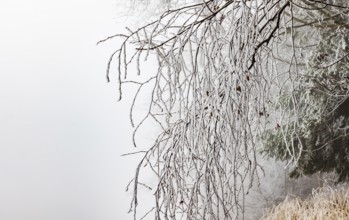 Winter forest, thin branches of a deciduous tree covered with hoarfrost, Mondseeland,