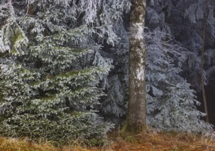 Winter, birch trunk and spruce branches covered with hoarfrost, Mondseeland, Salzkammergut, Upper