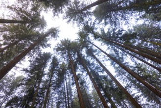 Looking up into the crowns of a spruce forest, Mondseeland, Salzkammergut, Upper Austria, Austria