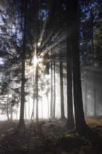 Picea abies, spruce forest in morning fog with sunrays, Mondseeland, Salzkammergut, Upper Austria,
