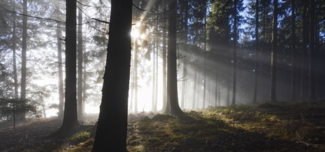 Spruce forest in morning fog with sun rays in autumn, Mondseeland, Salzkammergut, Upper Austria,