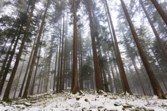 Picea abies, spruce forest in fog looking up into the treetops, winter, Mondseeland, Salzkammergut,
