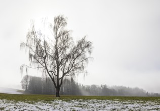 Large willow tree with drooping branches on snow-covered meadow in fog, Mondseeland, Salzkammergut,