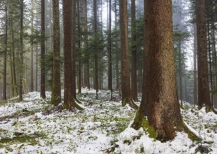 Picea abies, spruce forest in winter with snow-covered ground, Mondseeland, Salzkammergut, Upper