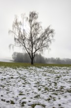 Large willow tree with drooping branches on snow-covered meadow in fog, Mondseeland, Salzkammergut,